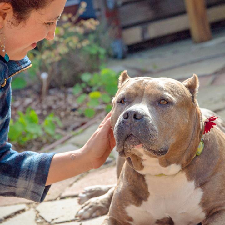 Woman petting dog on path