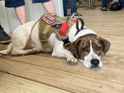 Thore, a service dog lying on the floor wearing his service dog vest