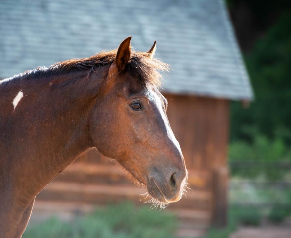 Tony the horse in front of the Disney barn