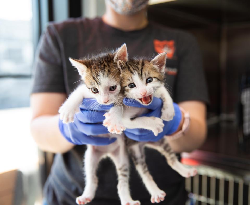 Gloved person holding pair of kitten with one meowing