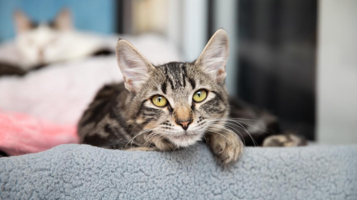 Tabby kitten lying on a gray blanket with another cat in the background