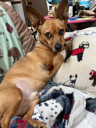 Thunder the dog lying on some blankets