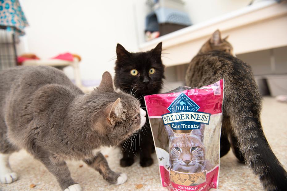 Multiple cats sniffing at a package of Blue Buffalo treats