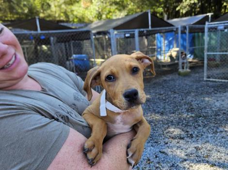 Person holding a puppy