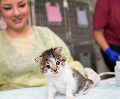 Young tabby and white kitten with a smiling person in the background holding a bottle