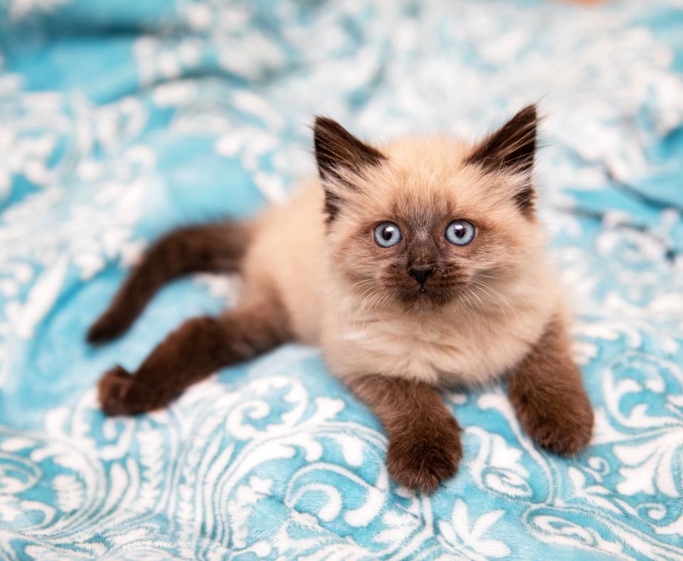 Tiny fuzzy kitten on a blue blanket