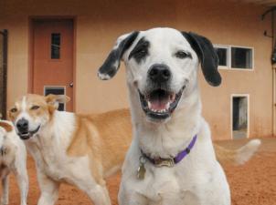 Group of dogs outside at Dogtown