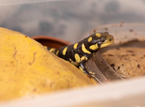 Tiger salamander peeking out from behind a rock