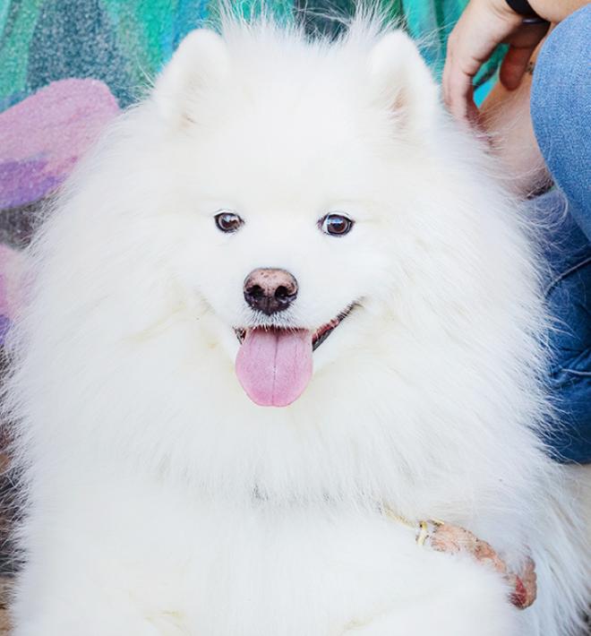 Person kneeling next to white dog in front of a colorful flower mural on a wall