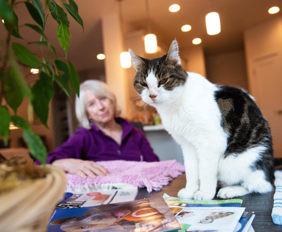 Cat relaxing on tabletop with person sitting next to them watching on