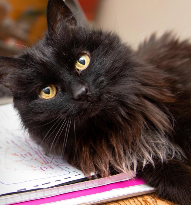 Cat laying on a pile of notebooks next to a person working on a computer