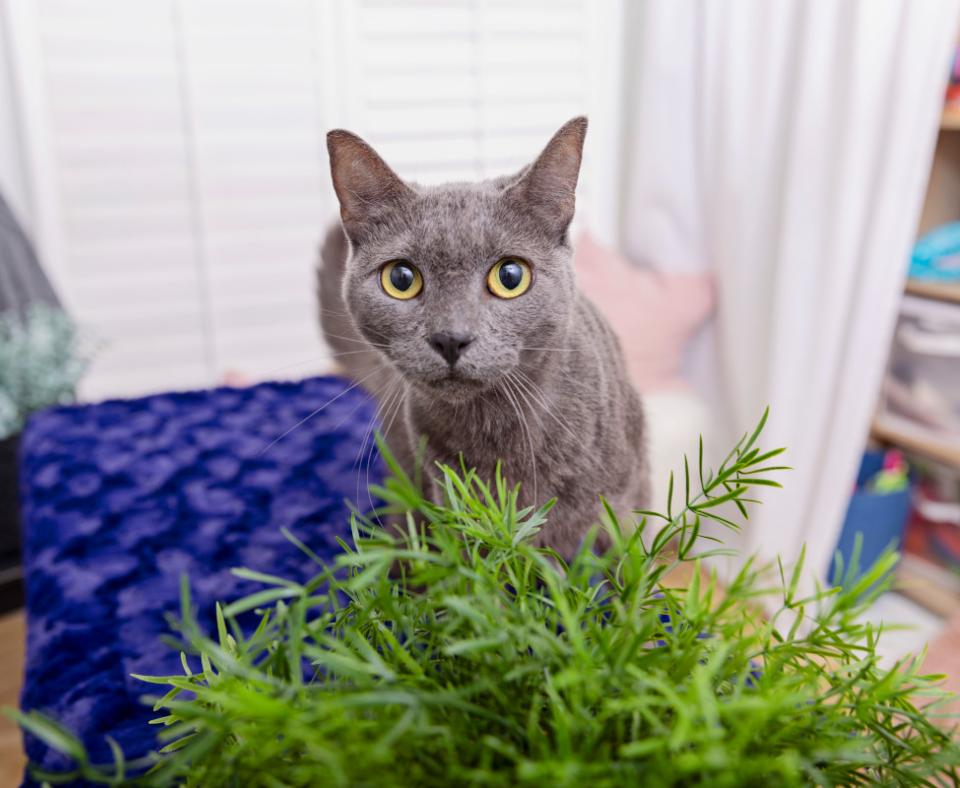 Gray cat in a home behind a plant