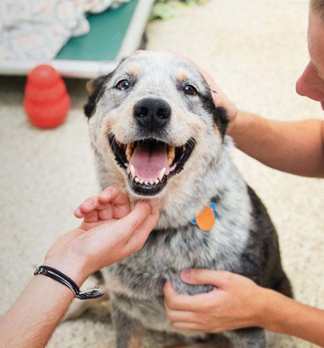 Happy heeler puppy being held by two people