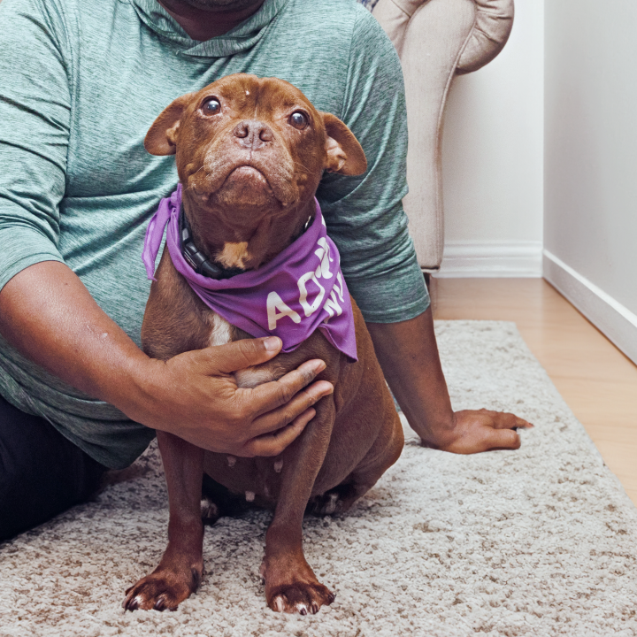 Person relaxing on the floor in a home with a dog