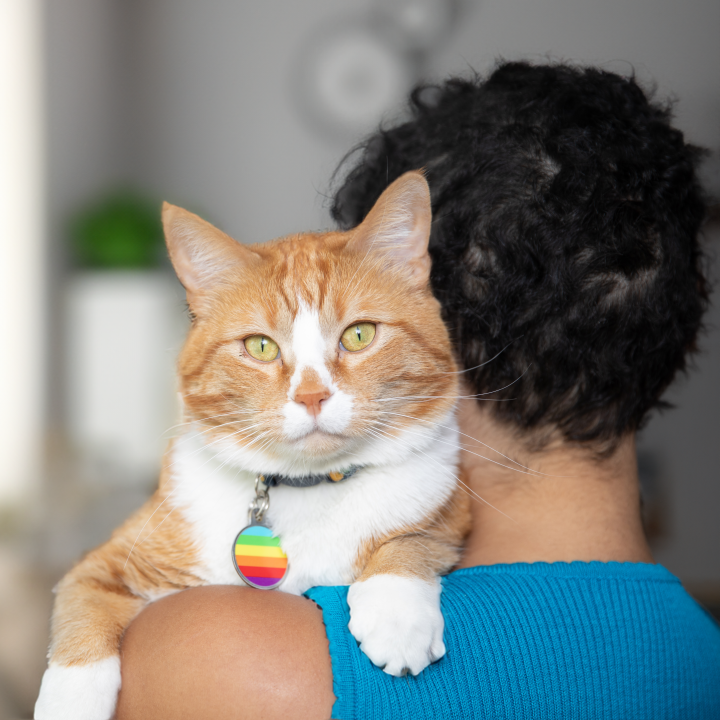 Person holding a cat in a home with the cat resting on their shoulder