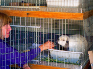 Chandra Forsythe administering liquid in a syringe to a rabbit