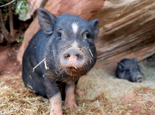 Image of black pig in canyon