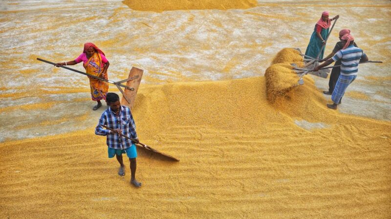 Workers in colorful attire drying grain under the sun in an outdoor setting in India, showcasing traditional methods.