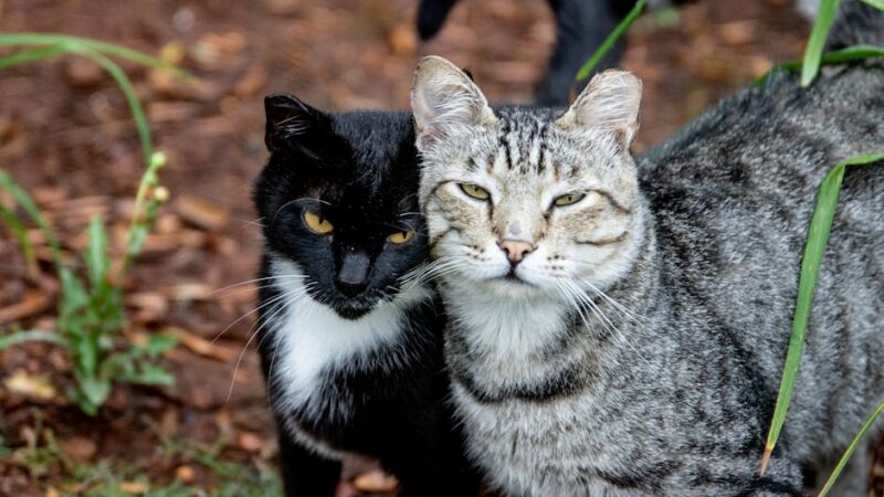 A close-up of two adorable cats outdoors, showcasing their natural beauty and companionship.