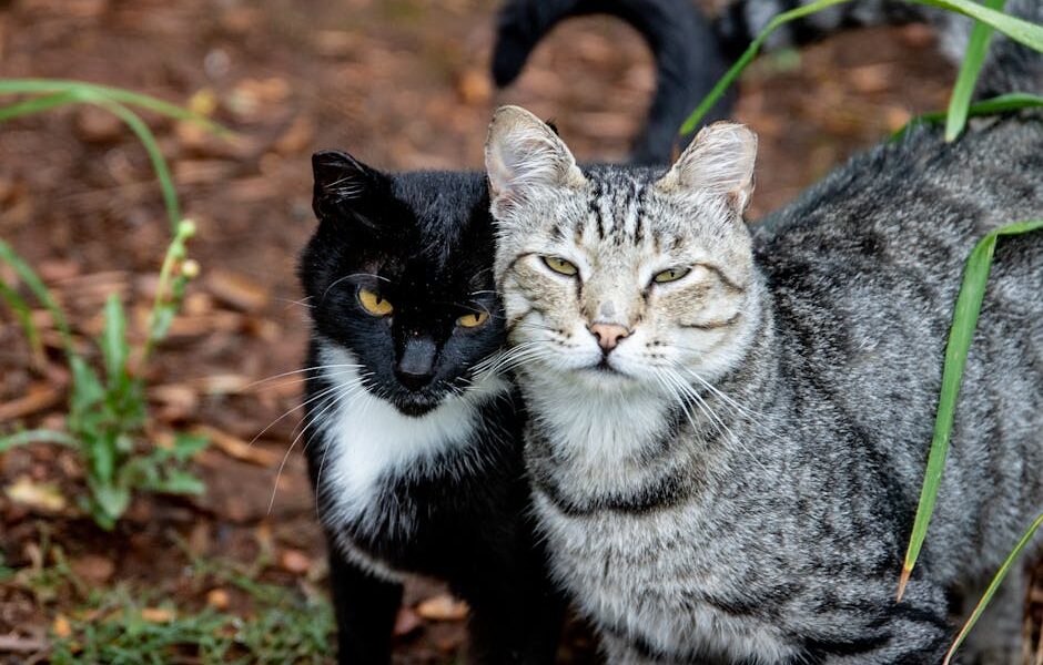 A close-up of two adorable cats outdoors, showcasing their natural beauty and companionship.