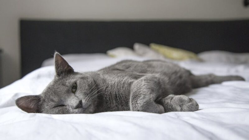 A gray cat peacefully resting on a bed in a cozy indoor setting. Perfect depiction of relaxation.