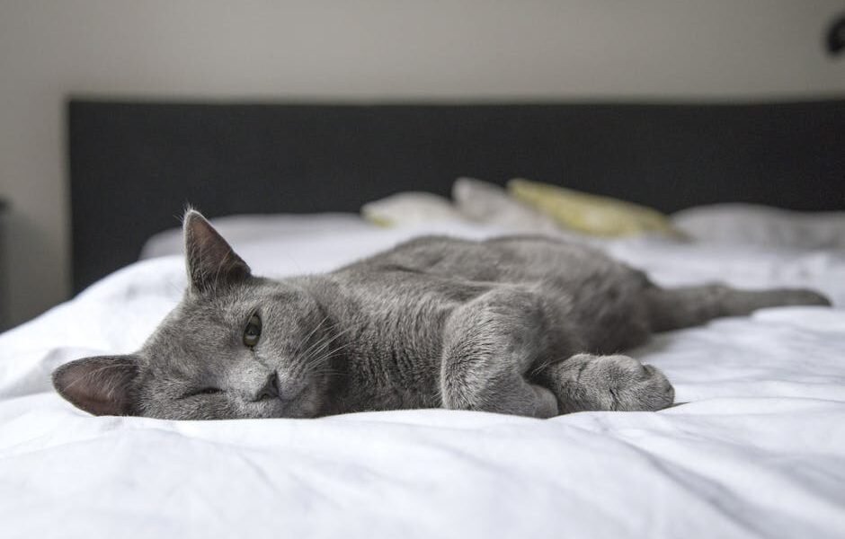 A gray cat peacefully resting on a bed in a cozy indoor setting. Perfect depiction of relaxation.