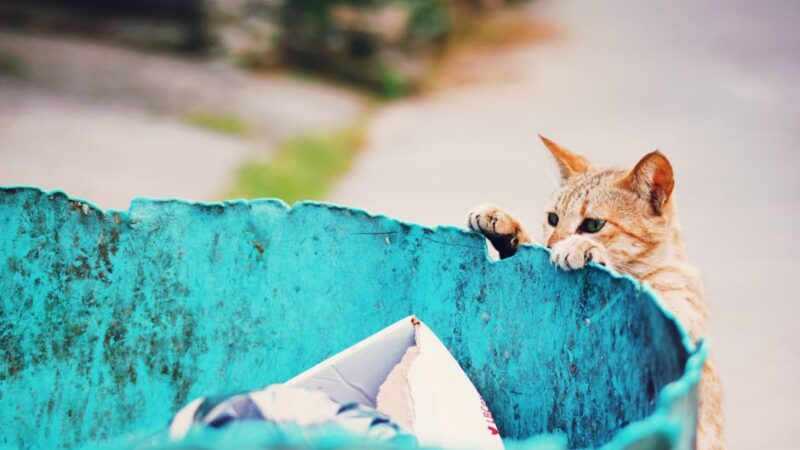 A curious stray cat peeks over a blue trash container in an urban setting.