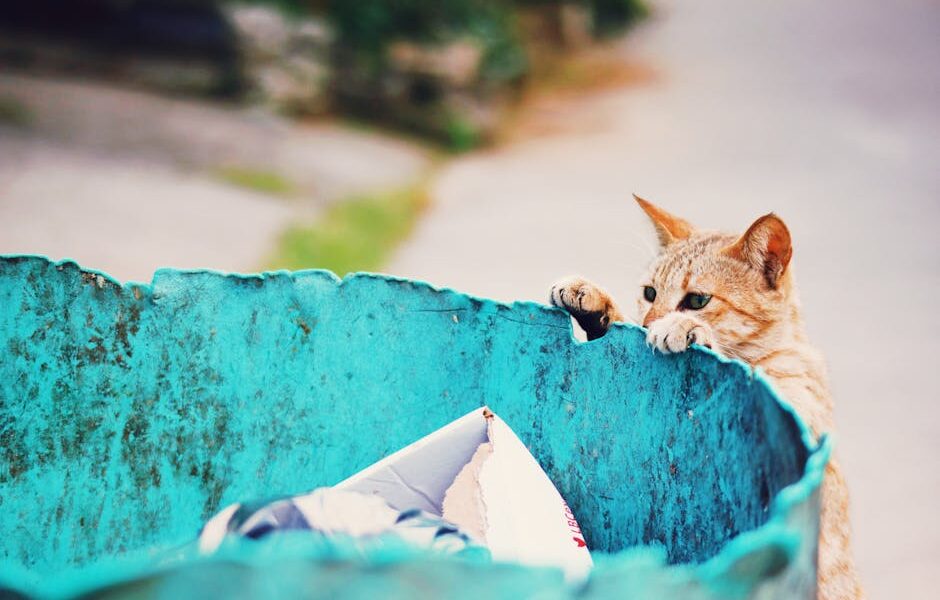 A curious stray cat peeks over a blue trash container in an urban setting.