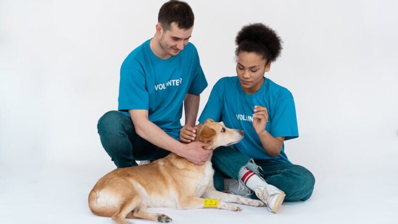 Adopting a Bonded Pair: Why Two Pets Are Better Than One