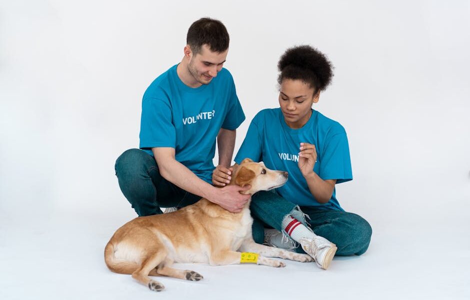 Adopting a Bonded Pair: Why Two Pets Are Better Than One