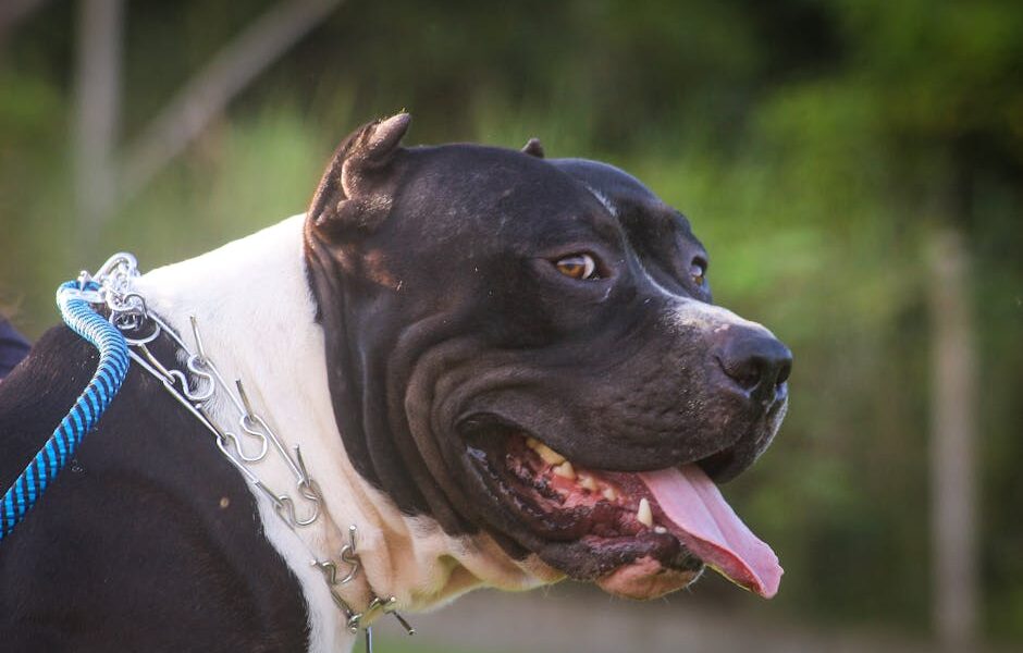 American Bully: Breed Profile & Adoption Guide