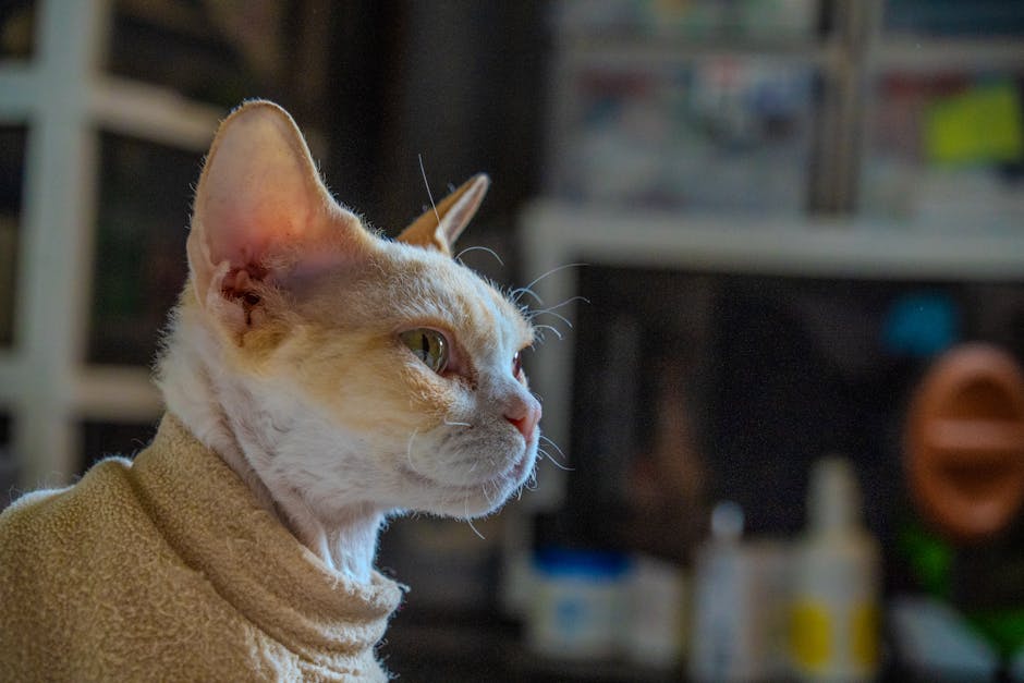 American Curl cat with distinctive backward-curling ears sitting gracefully on a soft blanket