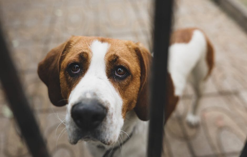 From above unhappy English Foxhound dog with brown and white fur standing behind metal bars and looking up with sadness