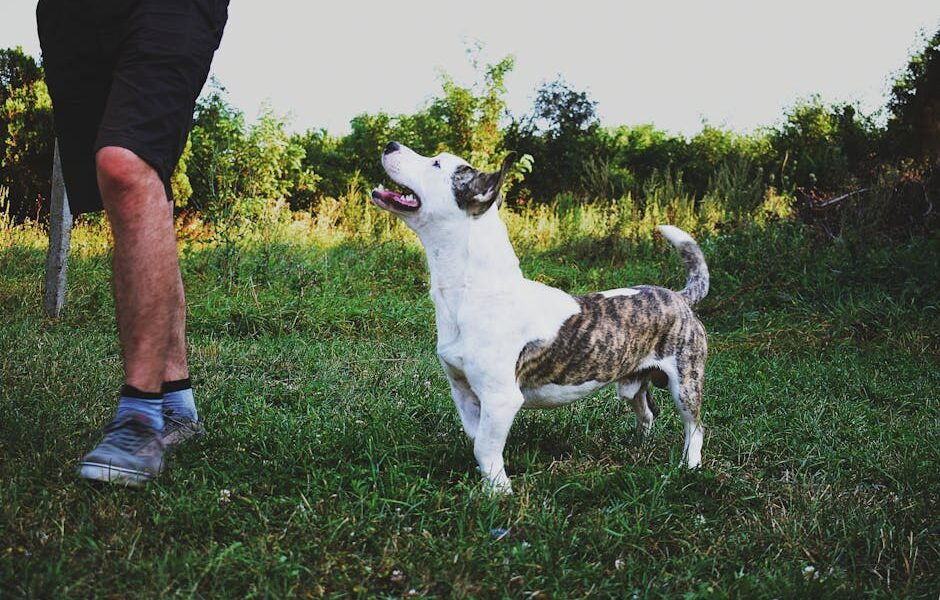 A playful dog looks up at its owner in a lush green field during daytime.