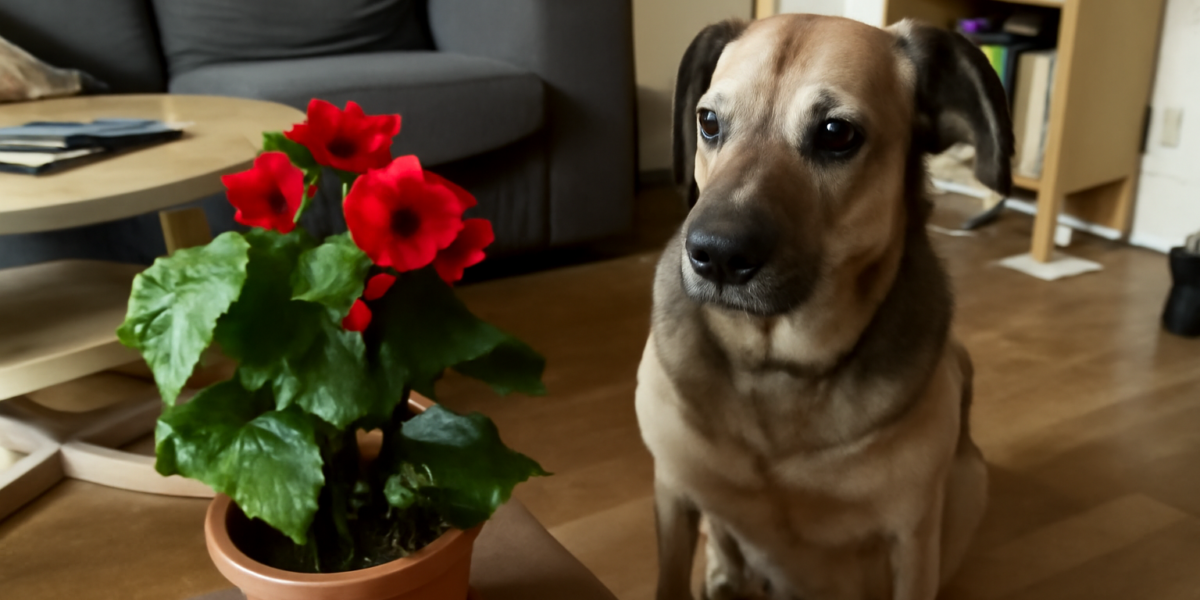 Are Begonias Toxic to Dogs? Symptoms, Treatment, and Prevention