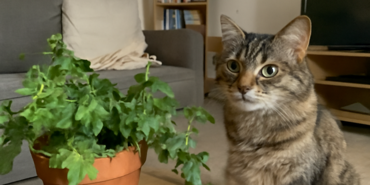 Is English Ivy Toxic to Cats? Warning