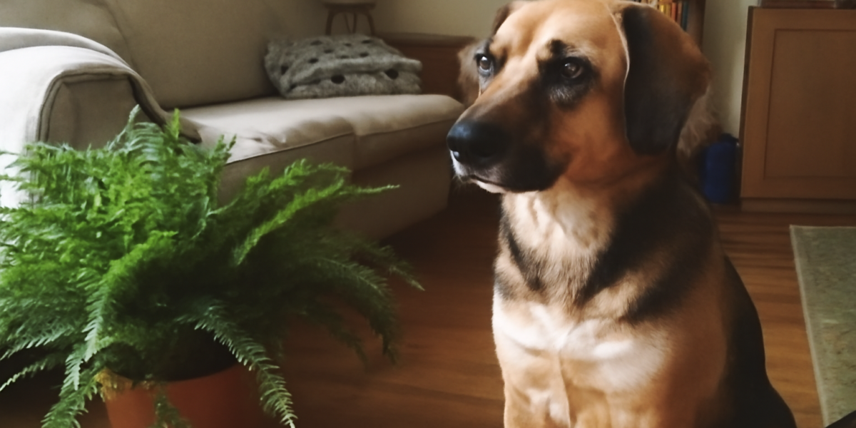 Are Ferns Toxic to Dogs?