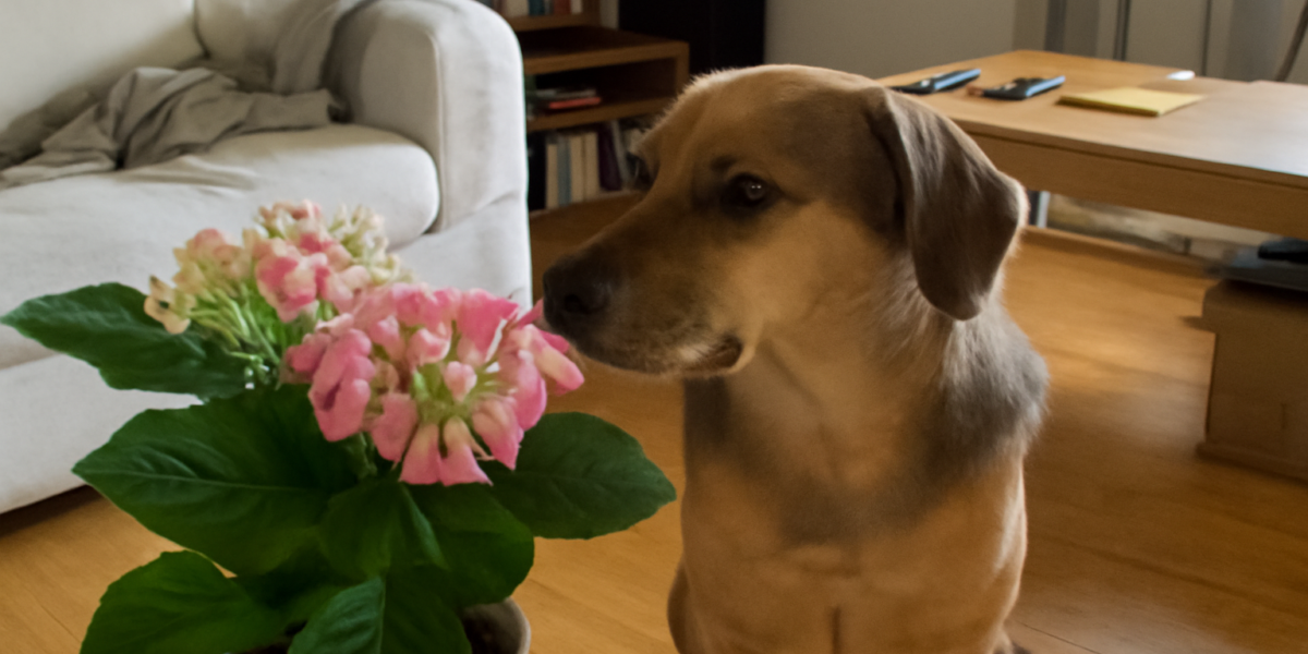 Are Hydrangeas Toxic to Dogs? Symptoms, Treatment & Prevention