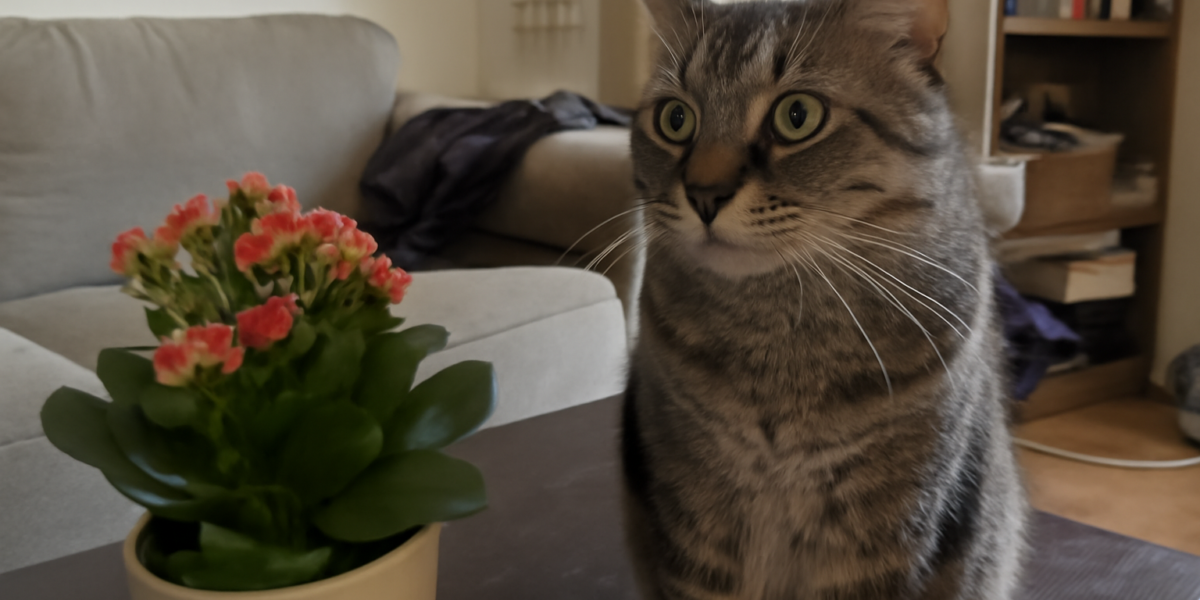 Are Kalanchoe Toxic to Cats? The Hidden Heart Danger in This Popular Succulent