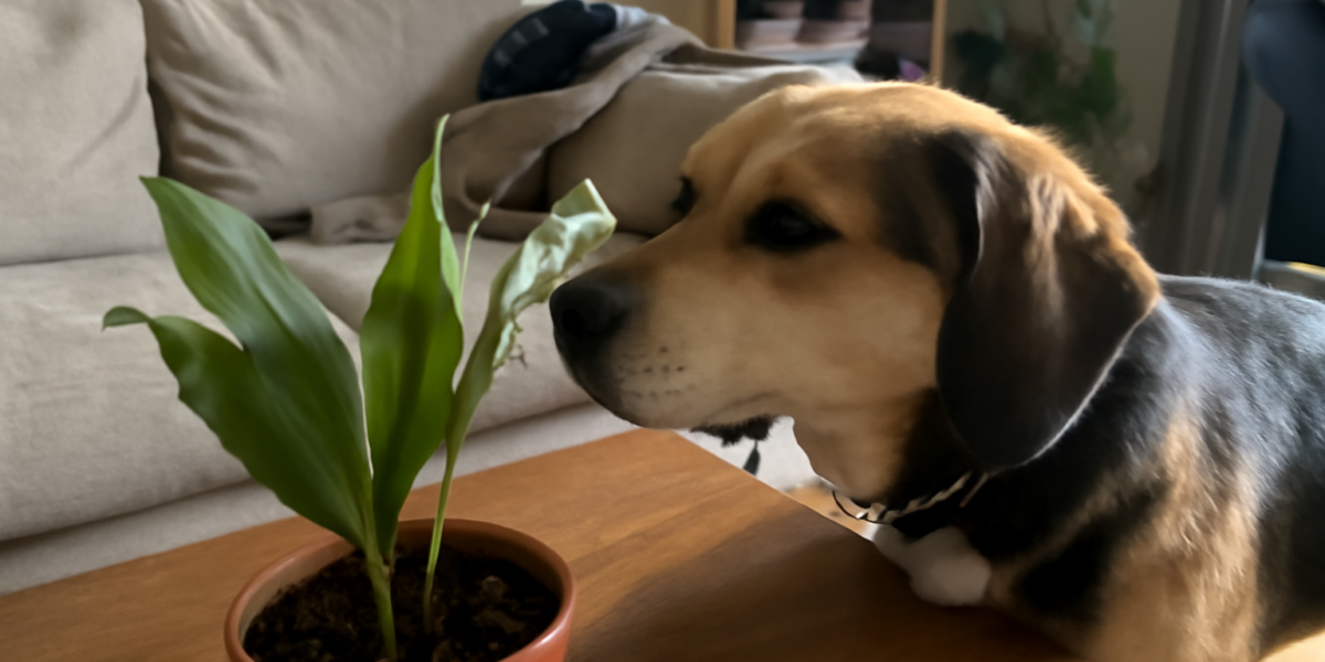 Are Lily of the Valley Toxic to Dogs? A Deadly Danger Hiding in Plain Sight