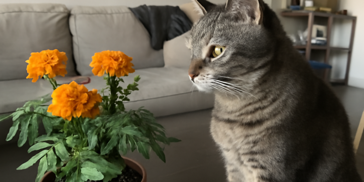 Are Marigolds Toxic to Cats? Mildly — Guide