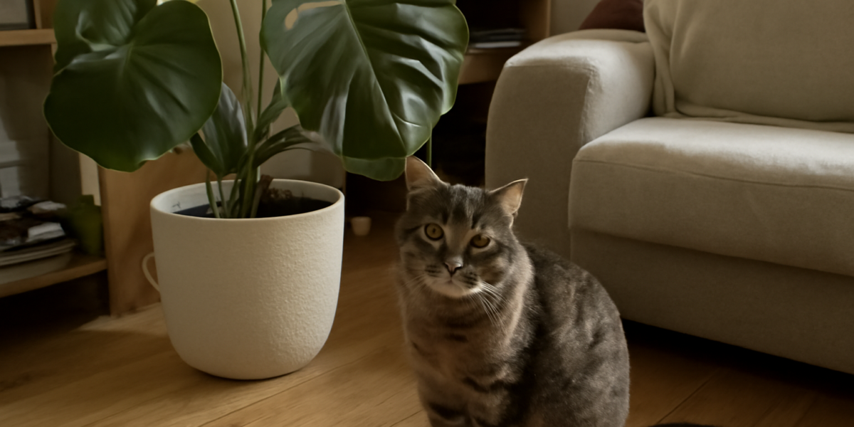 Are Monstera Plants Toxic to Cats?