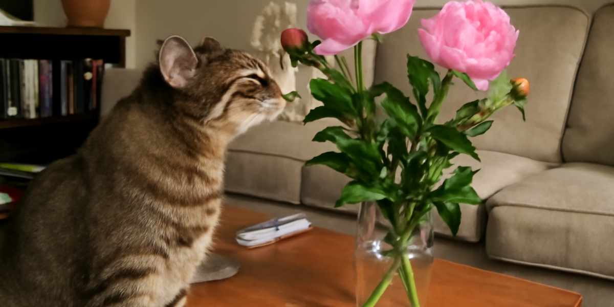 Are Peonies Toxic to Cats? What You Need to Know