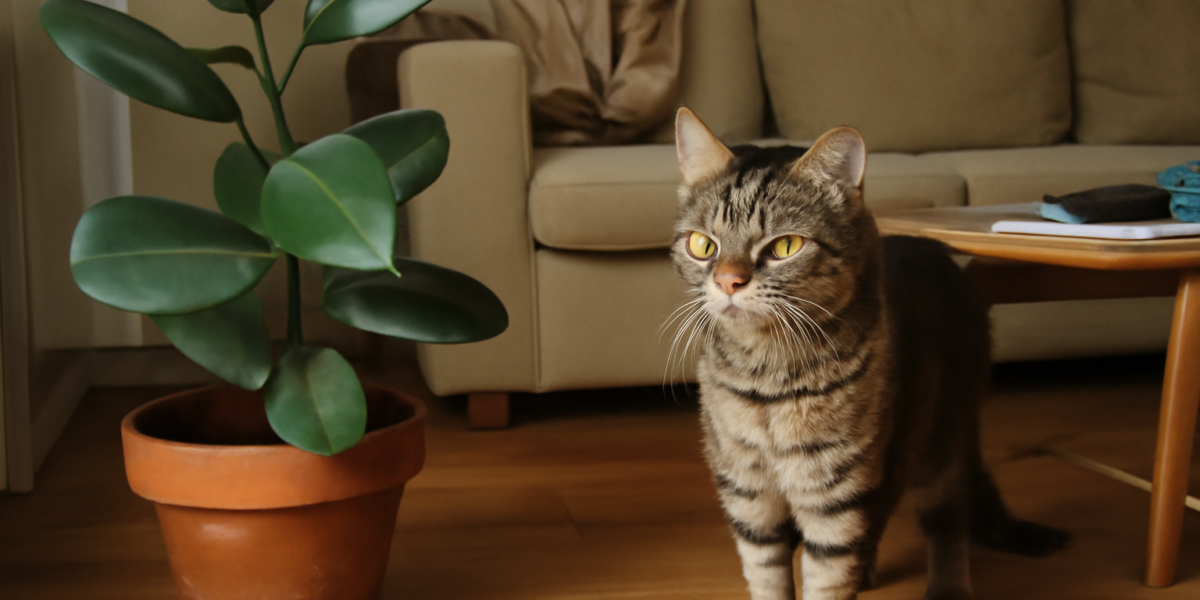 Are Rubber Plants Toxic to Cats? A Complete Safety Guide