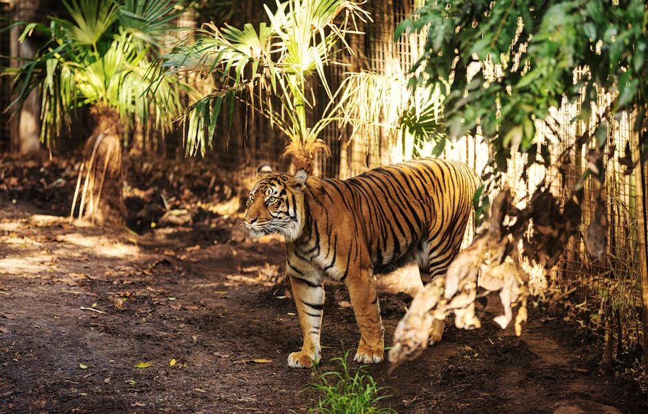 Wild Bengal tiger in a sunlit enclosure surrounded by lush vegetation.