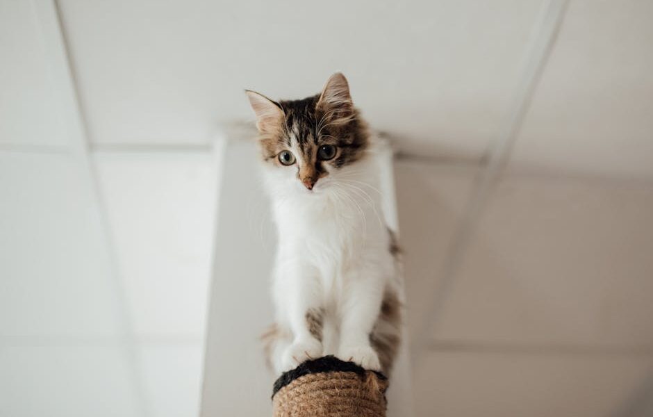 Best Cat Scratching Posts: Types, Placement & Training Tips