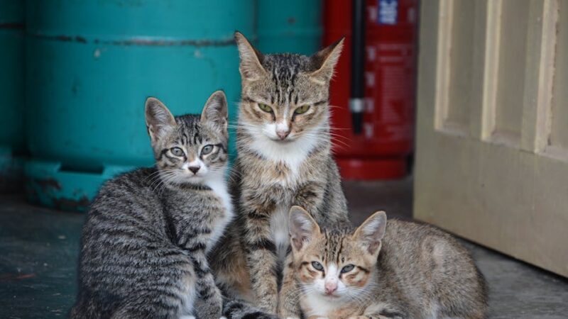 12 Best Cat Breeds for Families