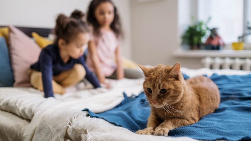 Best Cats for Kids: 12 Child-Friendly Cat Breeds