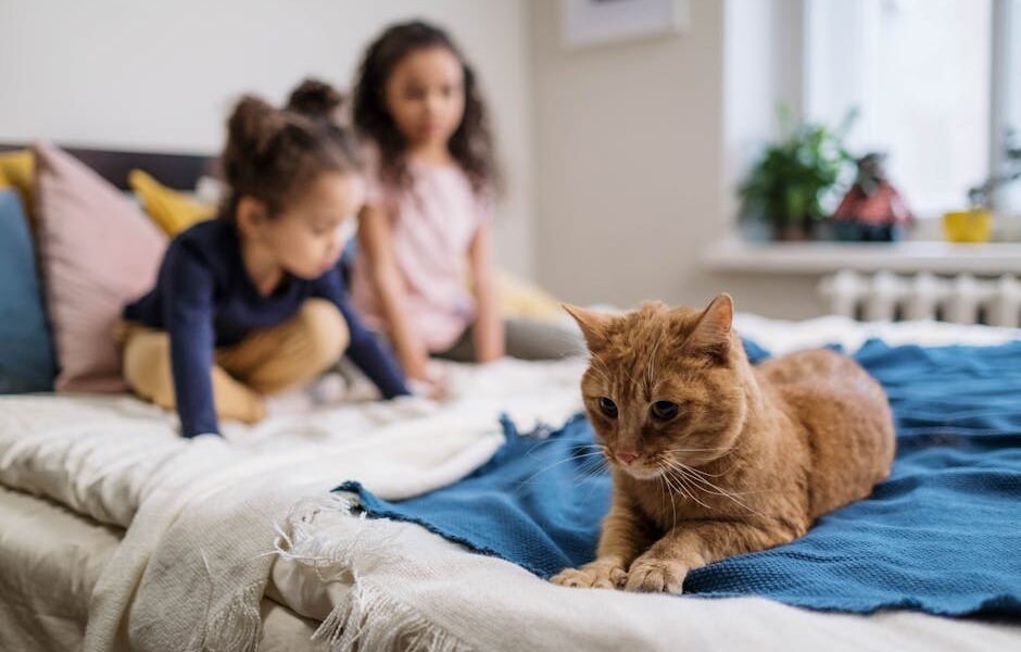 Best Cats for Kids: 12 Child-Friendly Cat Breeds