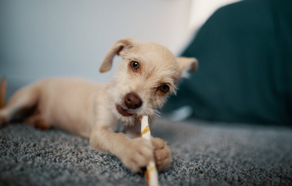 Best Dental Chews for Dogs: Do They Really Clean Teeth?